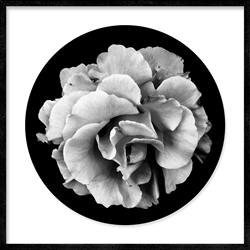 Picture of Black and White Rose             GL303