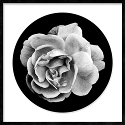Picture of Black and White Rose II             GL304  