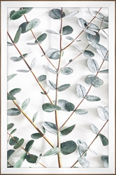 Picture of Eucalyptus Vine             GL3134