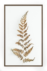 Picture of Fern Leaf on White Background   GL2994