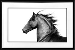 Picture of Black and White Horse       GL3108