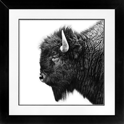 Picture of Buffalo Head           GL2997