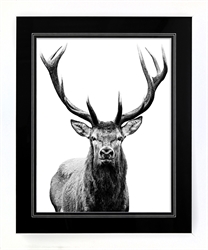 Picture of B&W Deer          GL2999
