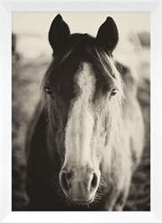 Picture of B&W Stallion            GL02030