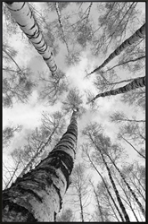 Picture of Look Up Birch              OP2493-1