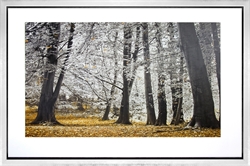 Picture of Autumn Tress And Leaves GL01802